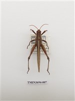 藏品(直翅目(2))的圖片